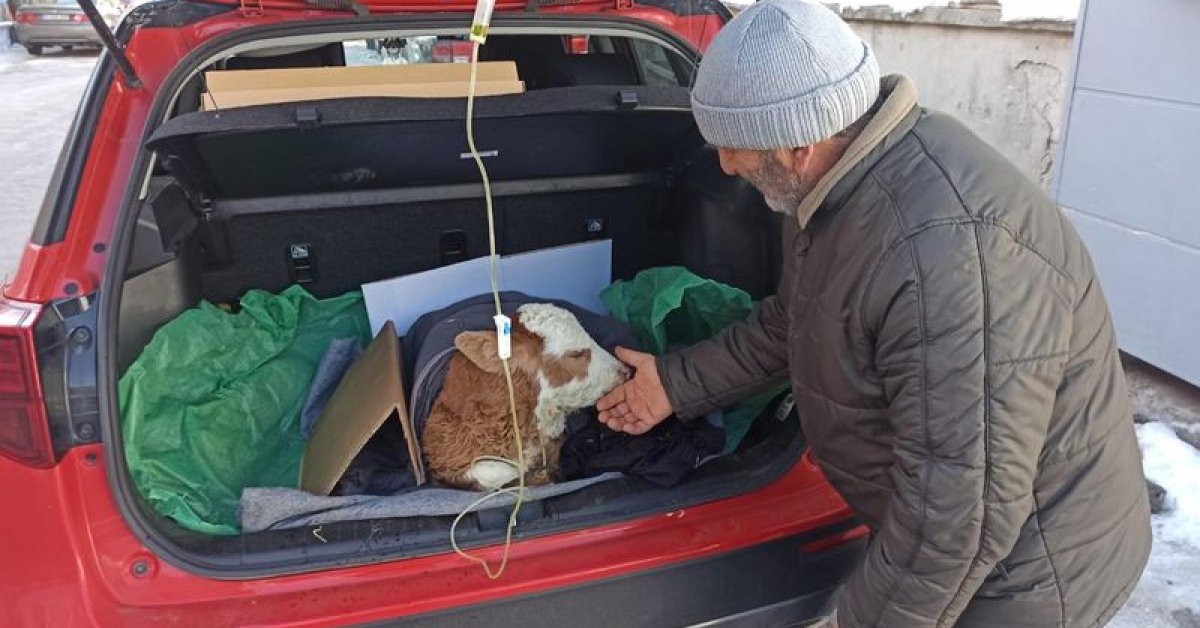 Buzağıya otomobilin bagajında serum tedavisi