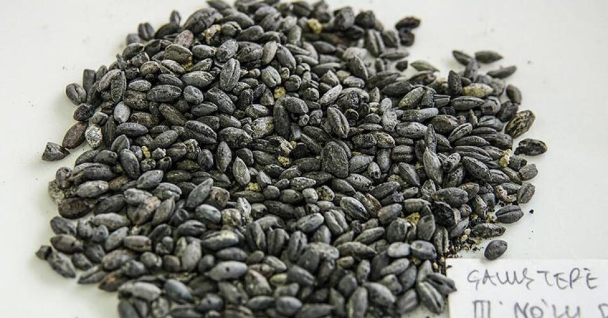 Chia tohumu nasıl yenir, tüketilir? Chia tohumunun faydaları nelerdir? htfd