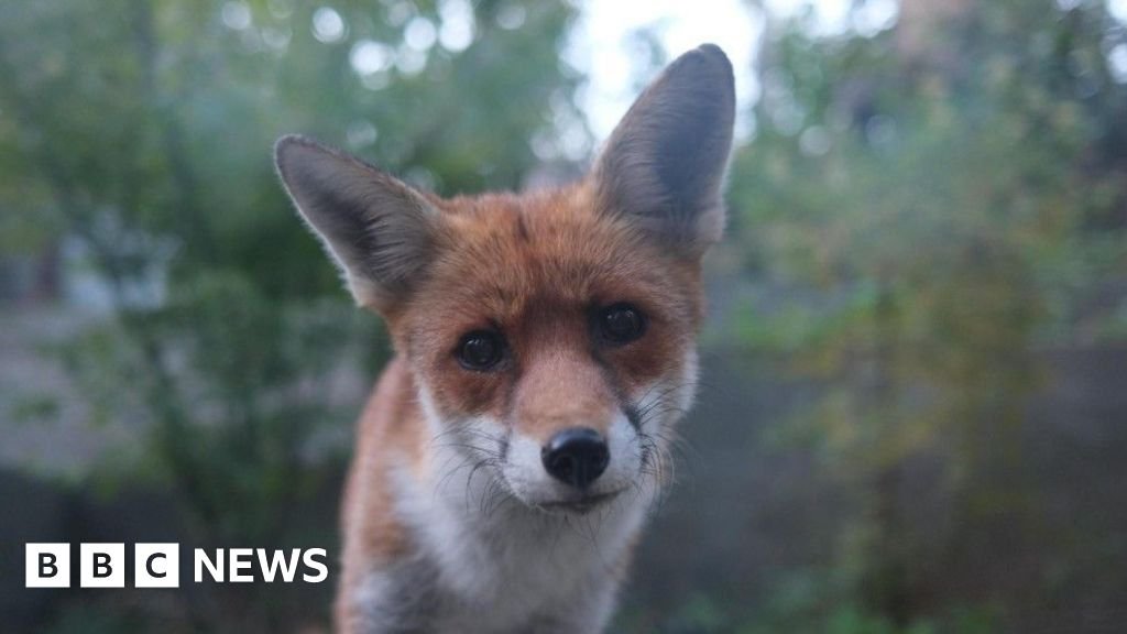 Woman's fox rescue forges unusual bond