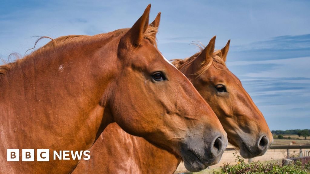 Rare-breed horse centre cuts back amid cost woes