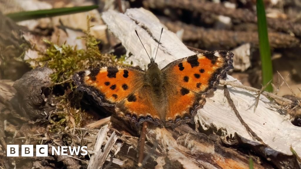 ‘Extinct’ large tortoiseshell butterfly spotted across southern England