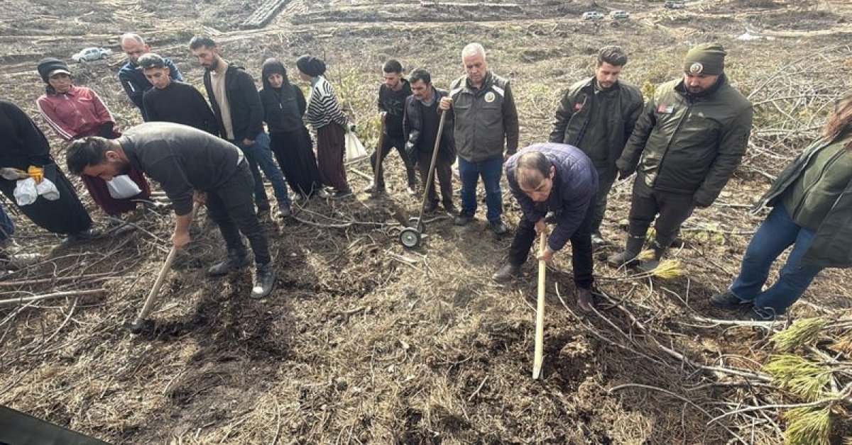 Seyitgazi’de yanan alanda ağaçlandırma başladı