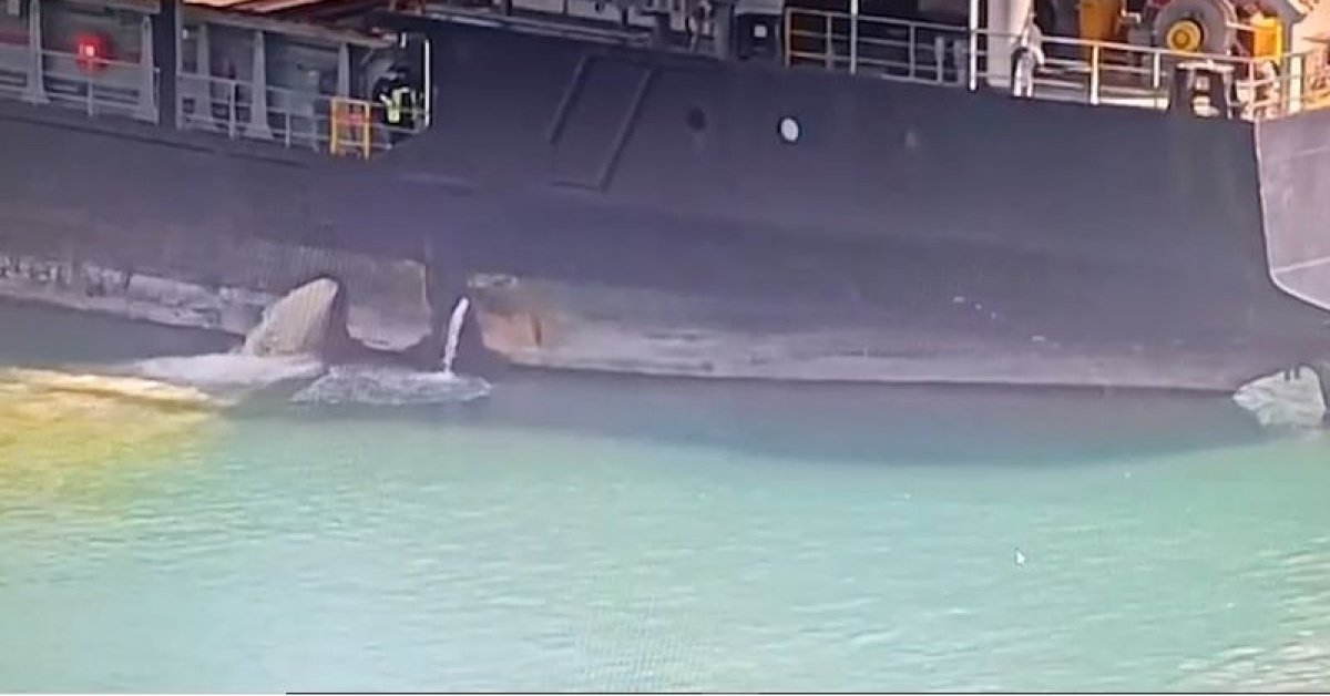 Mersin’de denizi kirleten gemiye 13 milyon 187 bin 913 TL ceza