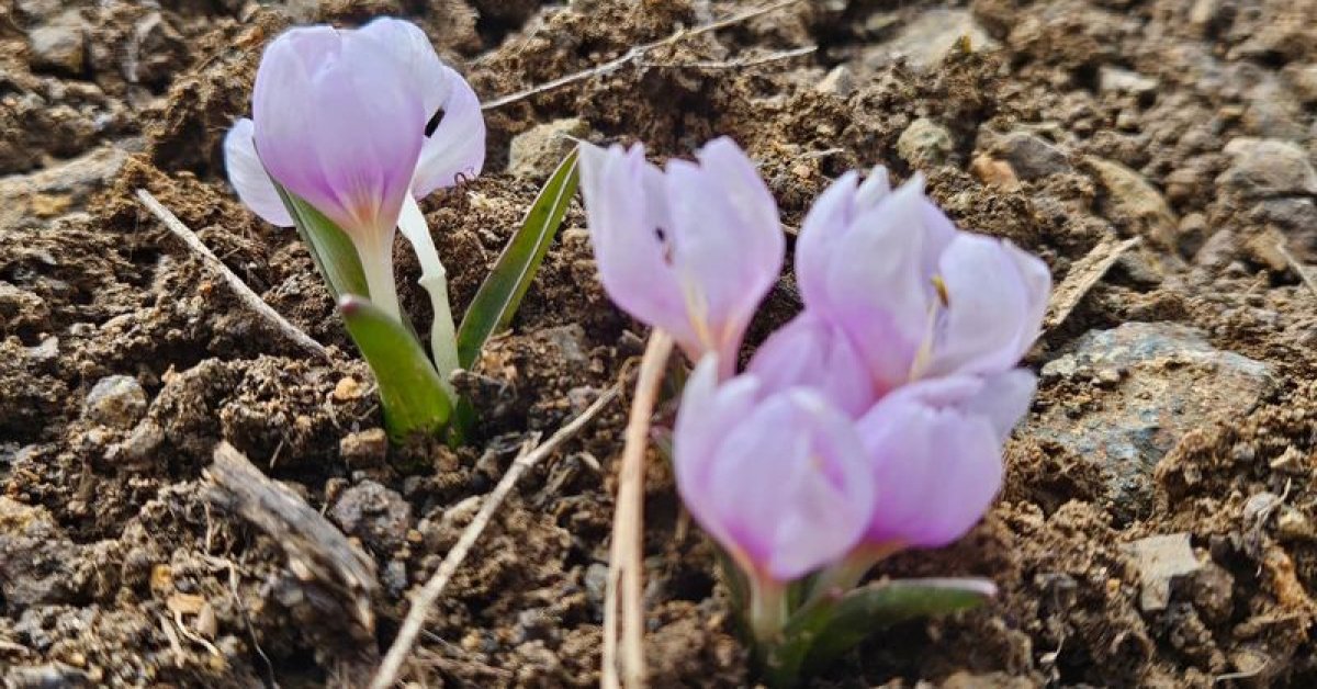 Çankırı'da baharın müjdecisi çiçek açtı
