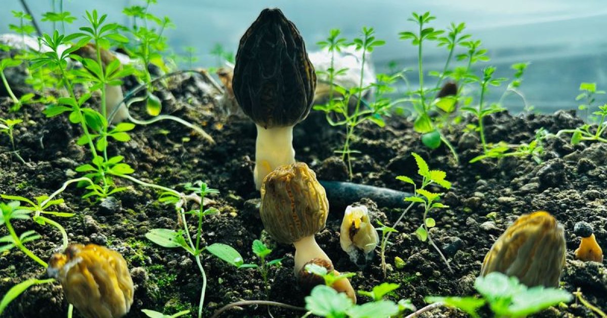 Erdemli'deki 5 yıllık çalışma sonuç verdi