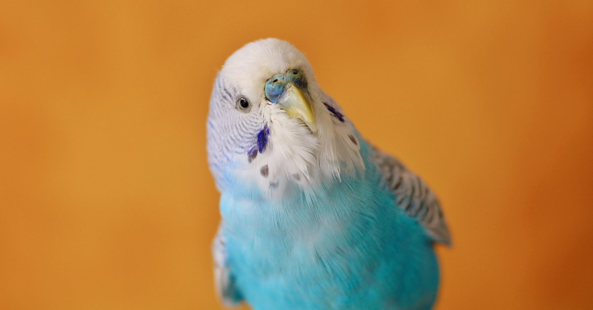 Bin 700’den fazla kelime bilen kuş! Bazı kuşlar nasıl insan gibi konuşabiliyor? Bilim insanları papağanların şaşırtıcı taklit yeteneğini açıkladı!