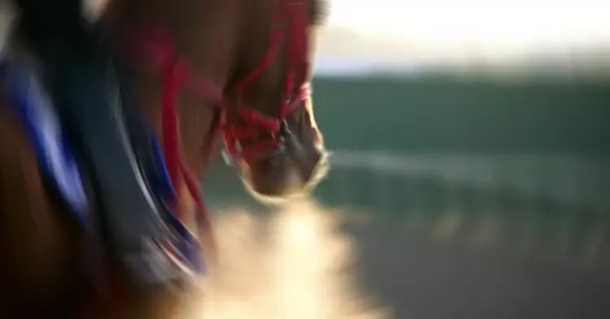 Son dakika: Sakatlanan yarış atı kavurma yapıldı iddiası!