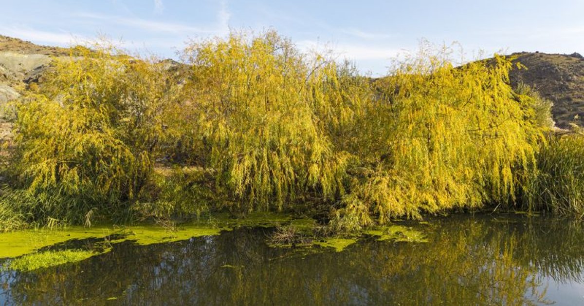 Son dakika: Teklif Meclis’e sunuldu: 3 hektardan küçük alanlar orman sayılmayacak