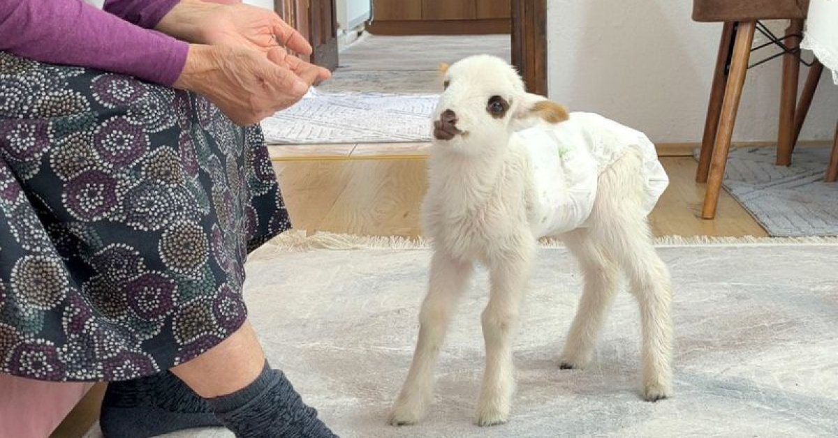 Öksüz kuzu Balım şefkatle hayata tutundu