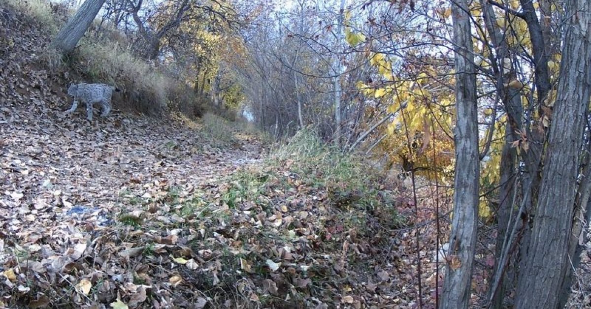 'Ormanın hayaleti' güvenlik kamerasında