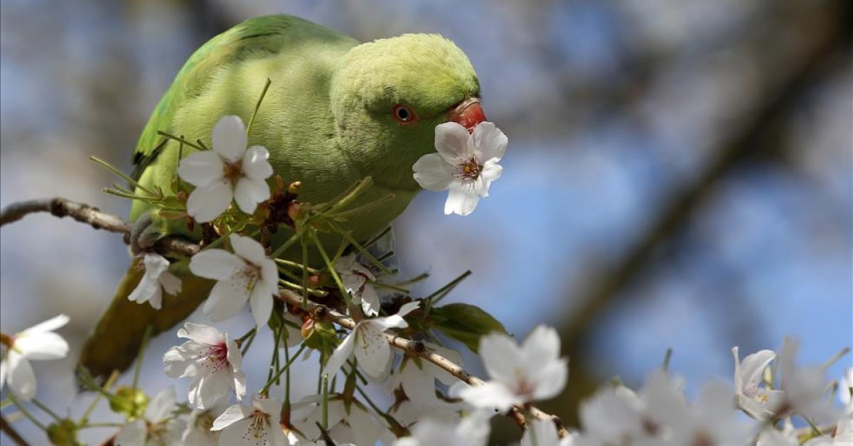 Mart Ekinoksu ne zaman? Mart Ekinoksu nedir, ekinoksta neler olur?