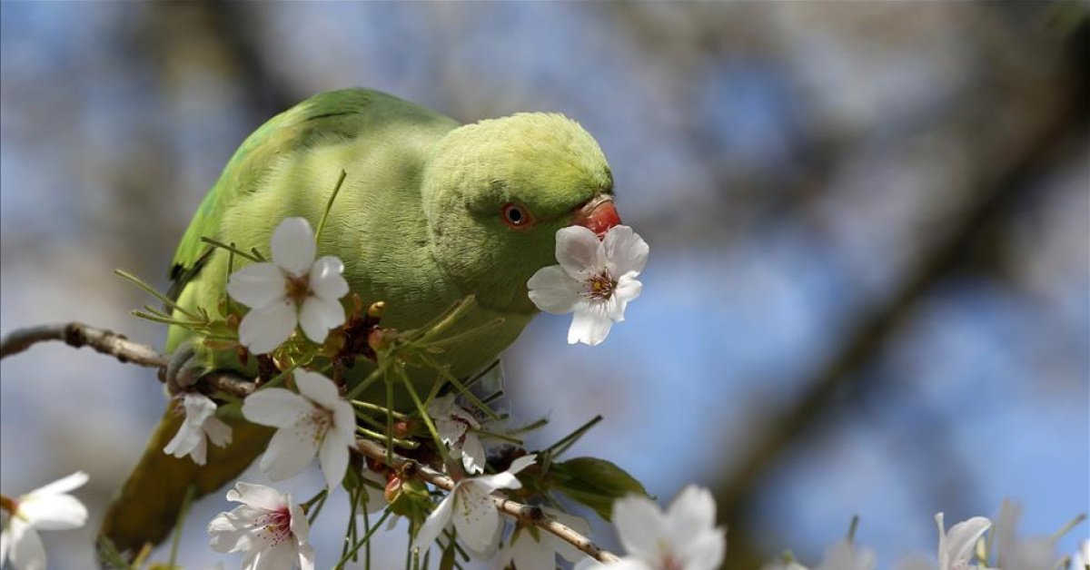 21 Mart ekinoksu geliyor! Mart ekinoksu nedir, özellikleri nelerdir? 21 Mart ekinoksu anlamı ve önemi nedir?