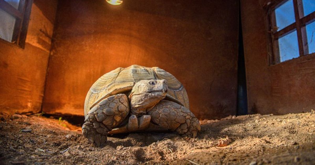 Doğal Yaşam Parkı’nın en yaşlı üyesine ‘arkadaş’ aranıyor