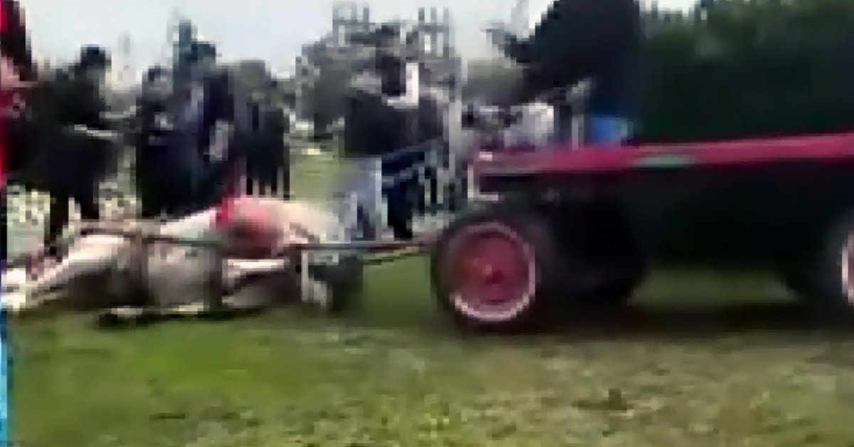 Atlara eziyete temizlik cezası! | Son dakika haberleri