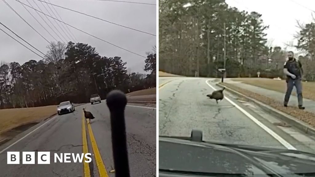 Loose turkey gives police runaround in Georgia