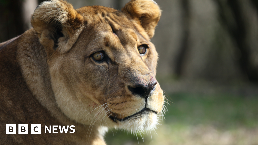 Two of the world’s rarest lions put to sleep at zoo