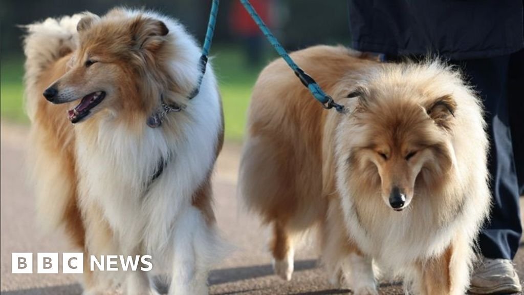 Dogs arrive for Crufts 2026 – in pictures