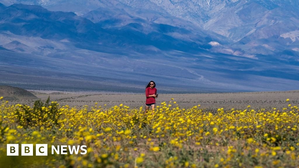 Wildflowers cover Death Valley in best display since 2016
