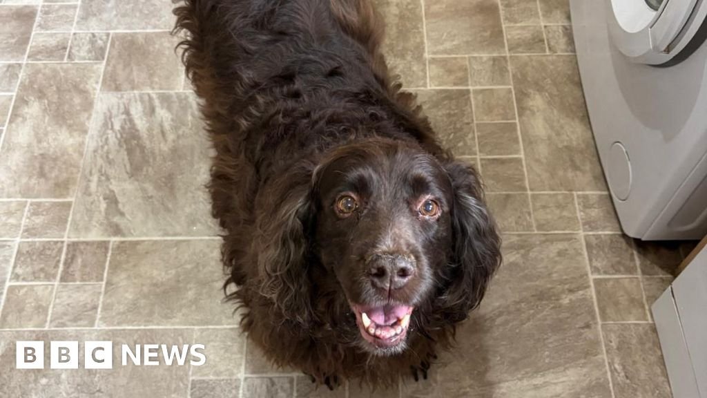 Woman reunited with stolen dog after eight years