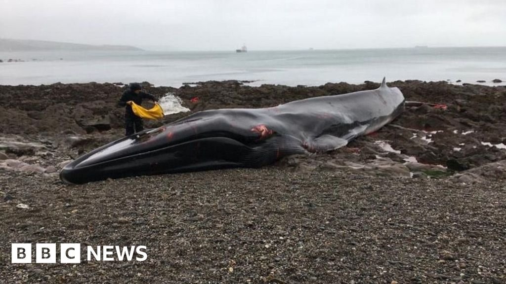 More whales are stranding. Now more people are needed to help them