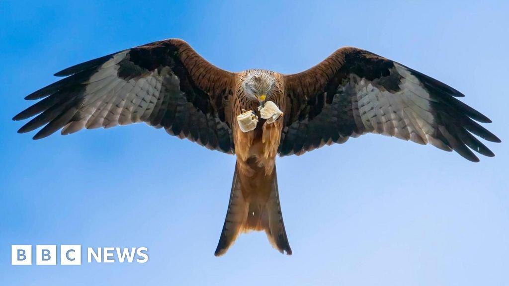Red kite with sausage roll snapped by photographer