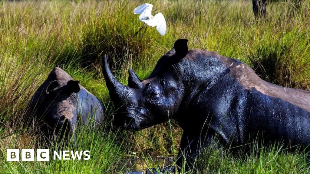 Rhinos back in the wild in Uganda for the first time in 40 years