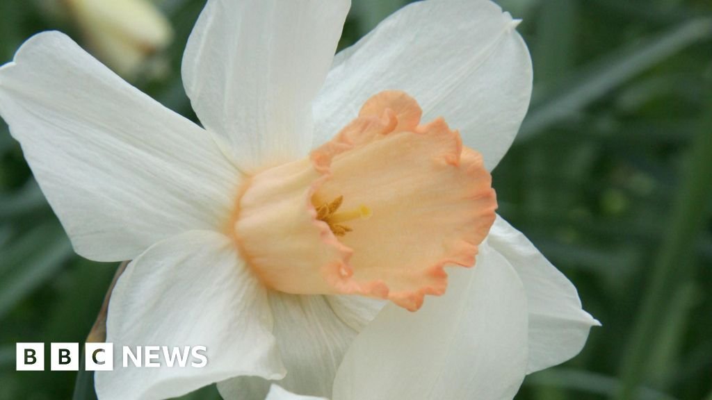Rare pink daffodils might be growing in your garden – could you spot one?